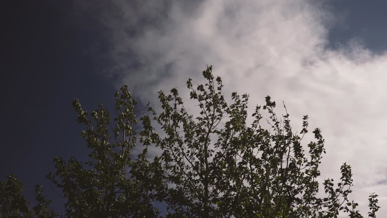 석양에 푸른 잔디의 여러 샷