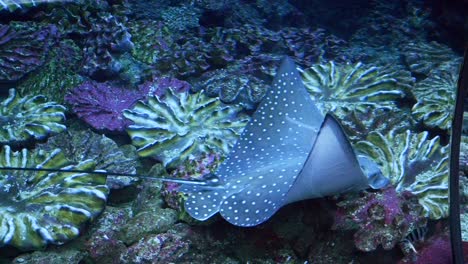 4k swimming stingray