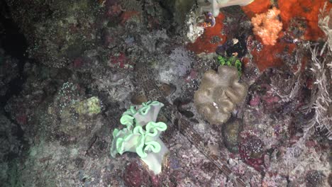 Papuan-epaulette-shark-swimming-over-coral-reef-at-night-in-Raja-Ampat