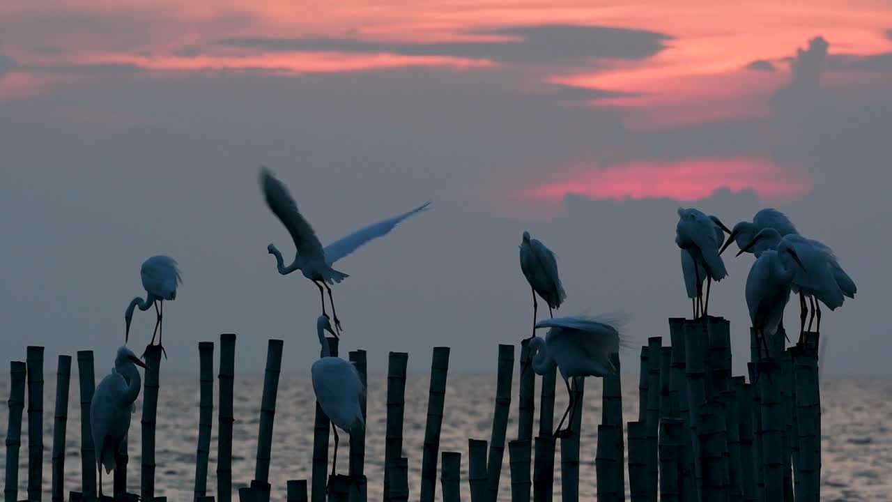 la garceta grande, también conocida como garceta común o garceta grande