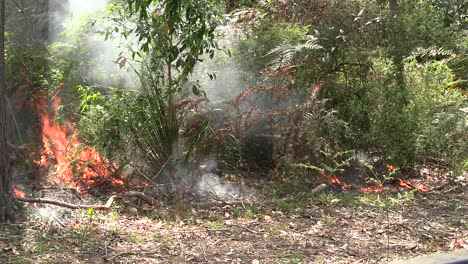 controlled burn on queensland's gold coast. cu of fire burning ferns.