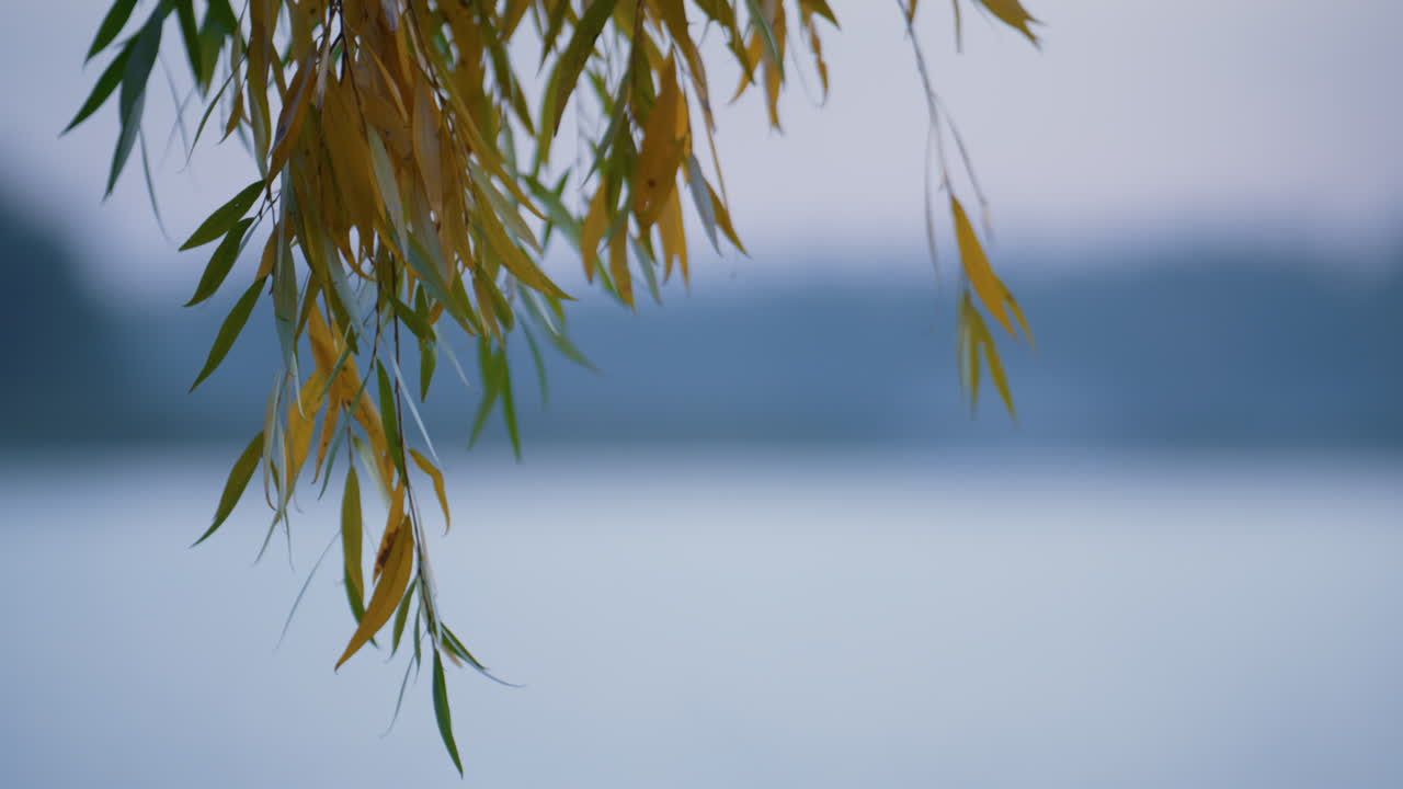 Willow twigs lake background close up. Colorful tree leaves hang over water.