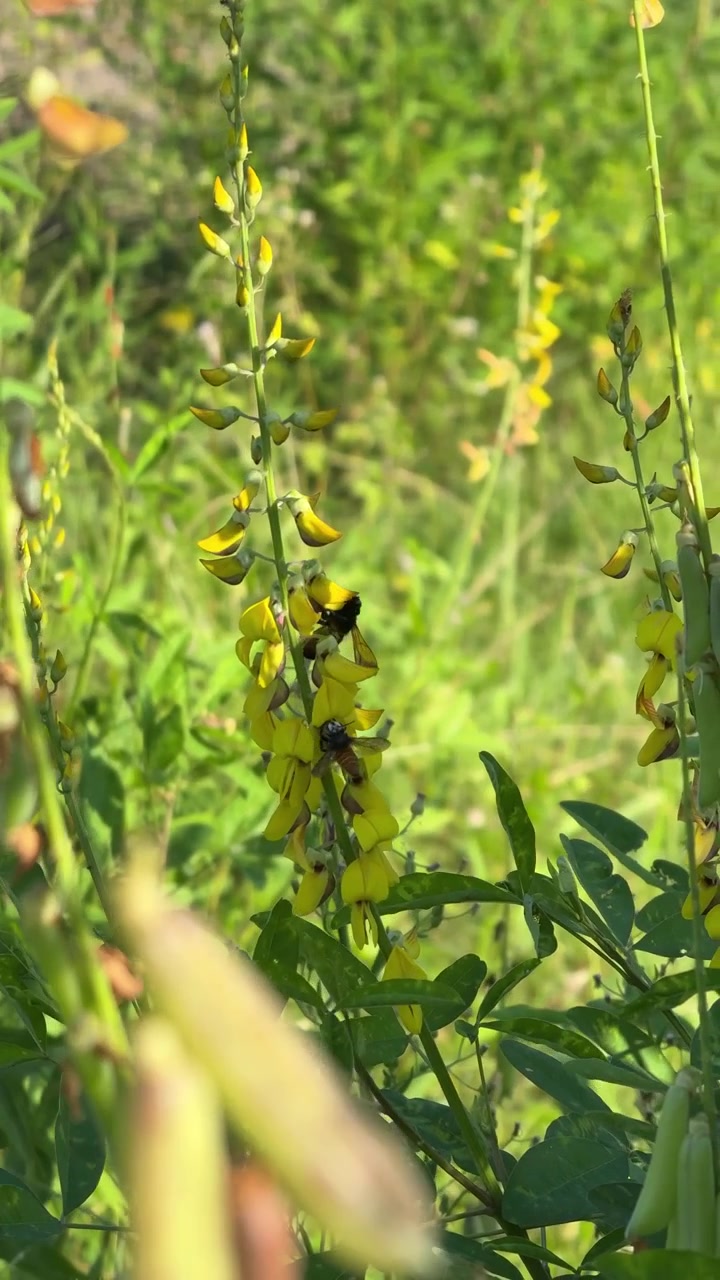 Bombi che impollinano fiori gialli in un prato soleggiato
