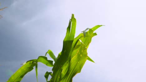 green leaves of corn crop blown by the wind under the sunlight