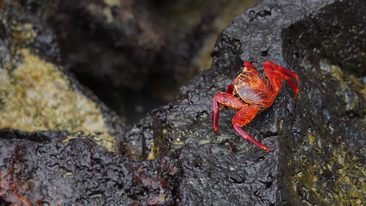 Enlig rød Sally Lightfoot-krabbe på sort klippe på Santa Cruz-øen på Galapagos