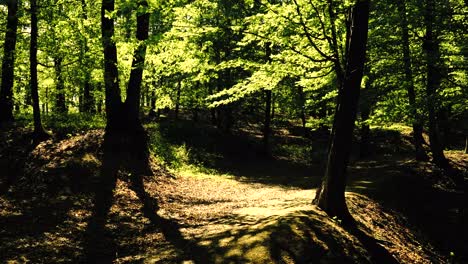 4k footage of sun shining through green forest in the spring time