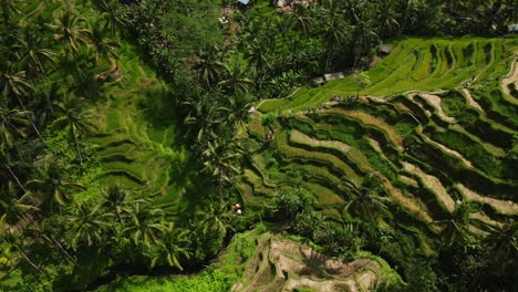 Aerial-view-of-rice-terrace-and-green-scenery-with-palm-trees-in-Bali,-Indonesia