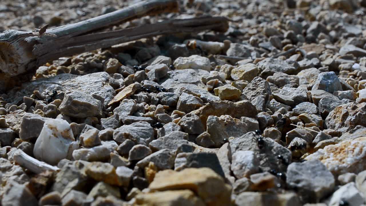 большие оживленные черные муравьи ползают в сухой каменной природной среде, макросъемка