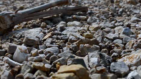 large busy black ants crawling in dry stoney natural environment, macro