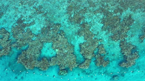 Eilat,-Israel-top-down-drone-view-moving-across-a-protected-coral-reef-marine-park-and-crystal-clear-waters-famous-for-tourism,-scuba-diving-and-viewing-marine-life