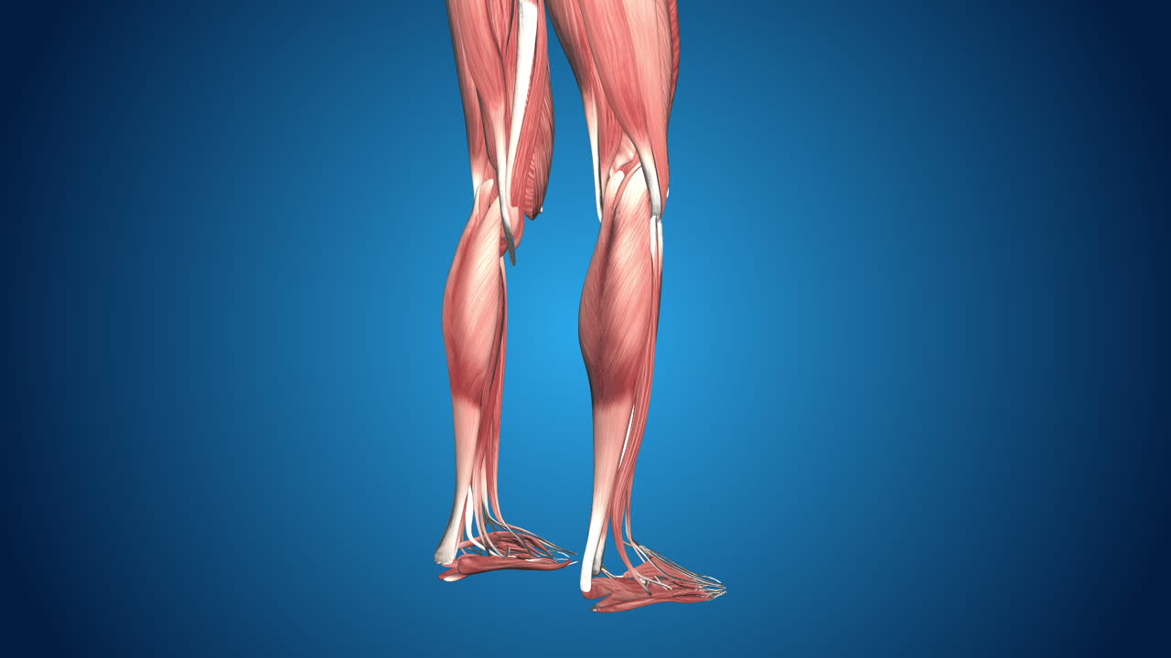 Human Leg Muscles Anatomy
