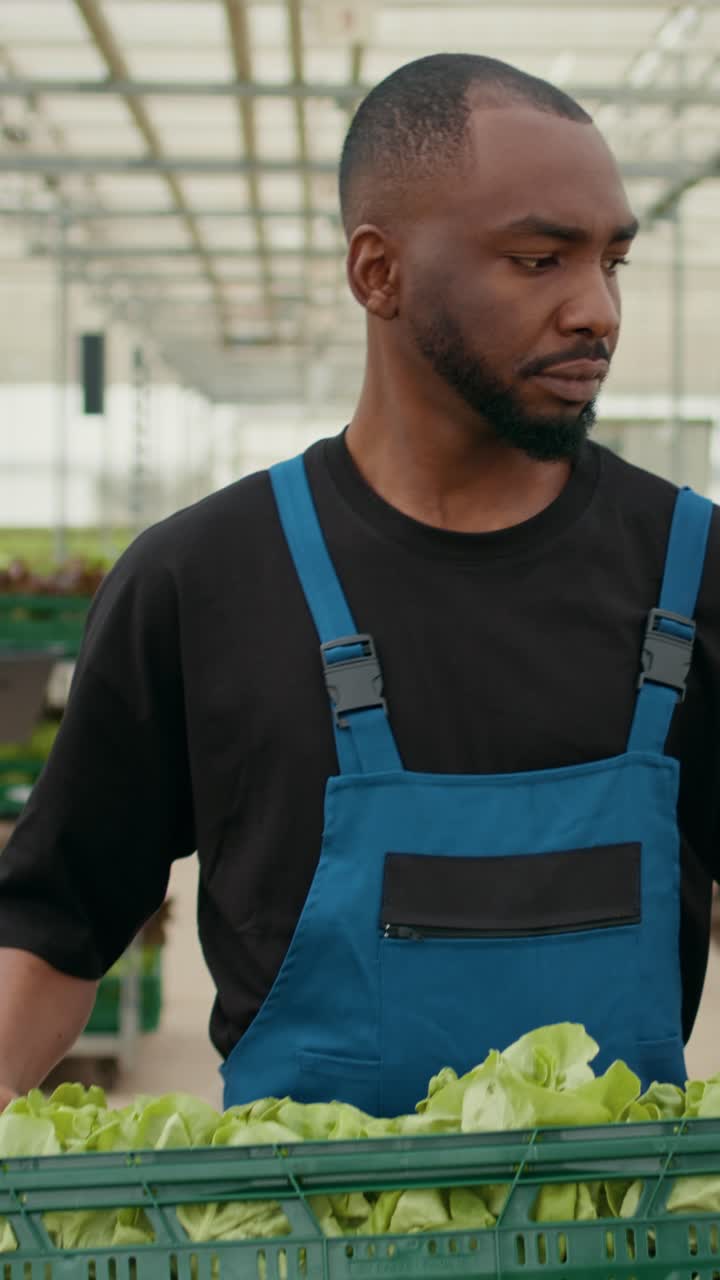 Ritratto di un agricoltore afroamericano professionista che cammina mentre trasporta una cassa di lattuga fresca
