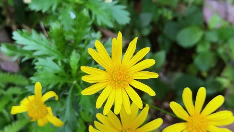 close-up of yellow daisies in a garden