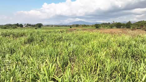 green fields of sugarcane in fiji, drone flyover, agriculture scene, industry, pacific islands.