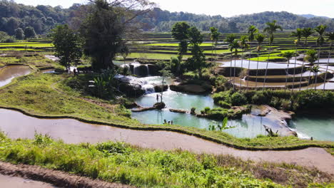 flying over the rice terraces towards the weekacura waterfalls in sumba, indonesia