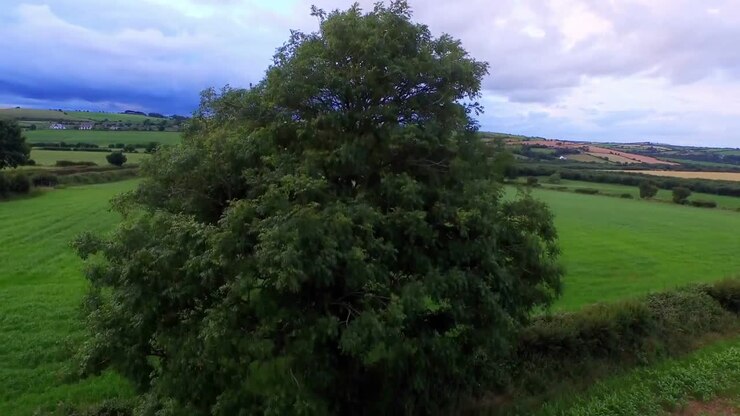 Riprese drone di una campagna tranquilla