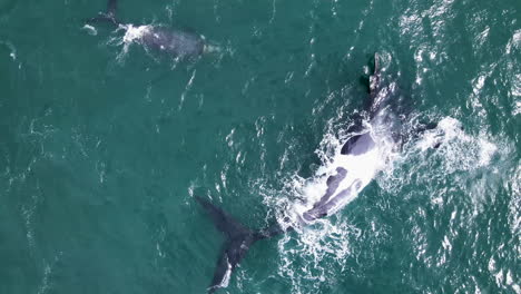 La-Ballena-Franca-Y-La-Alegre-Cría-Recién-Nacida-Disfrutan-De-Las-Aguas-De-Walker-Bay