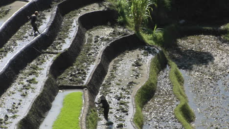 farm workers hoe in terraced rice fields 2
