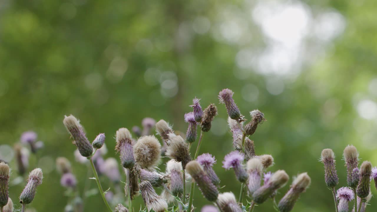 Thistle flowers sway in soft focus, natural daylight, with smooth camera movement and shallow depth