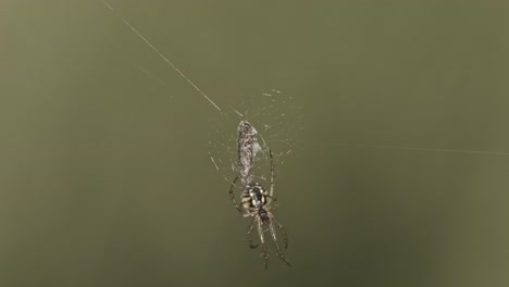 Isolated-View-Of-Cricket-bat-Orb-Weaver-In-Web-With-Prey-Against-Gray-Background