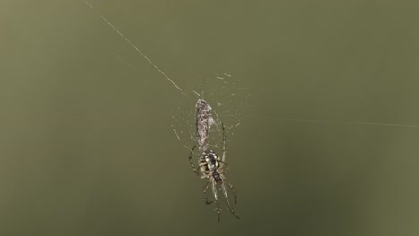 isolated view of cricket-bat orb weaver in web with prey against gray background