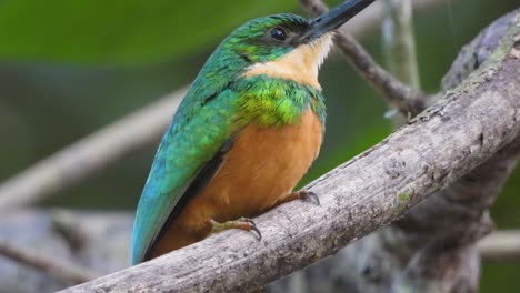 Un-Primerísimo-Plano-De-Jacamar-Posado-En-Una-Rama-Mirando-A-Su-Alrededor