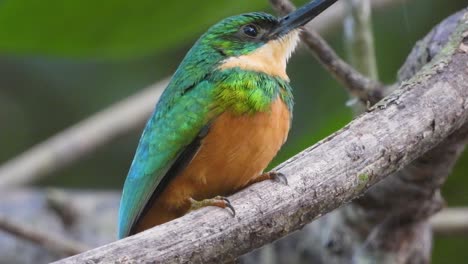 extremo primer plano de jacamar encaramado en la rama mirando a su alrededor
