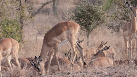 manada de impalas con un macho con cuernos pequeños