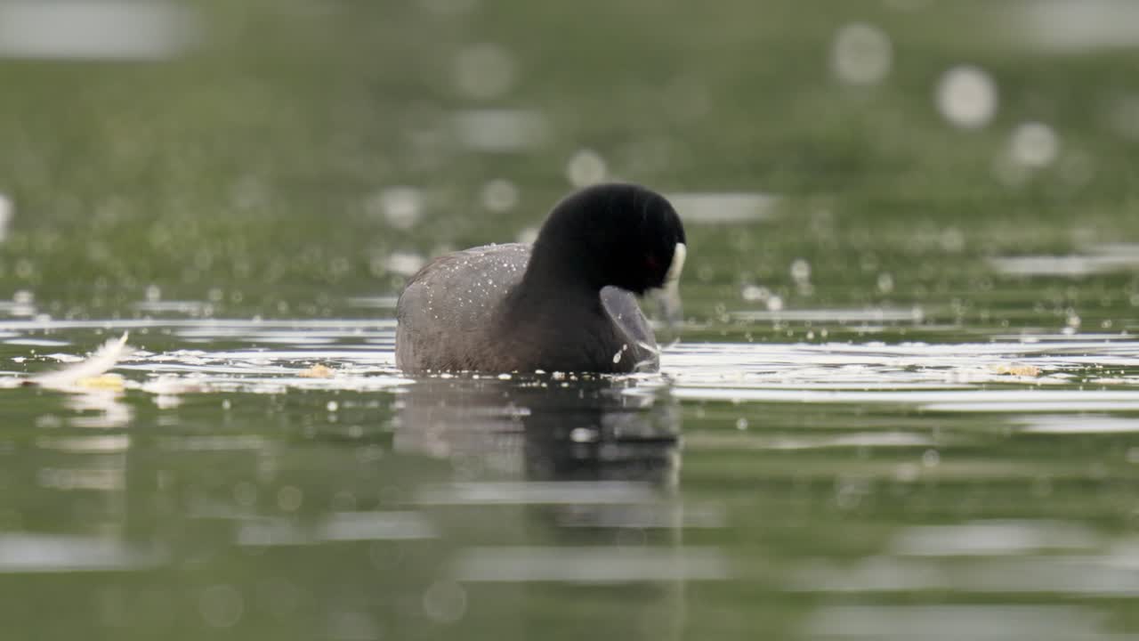 el coot australiano adulto se alimenta de plantas acuáticas en un estanque en cámara lenta