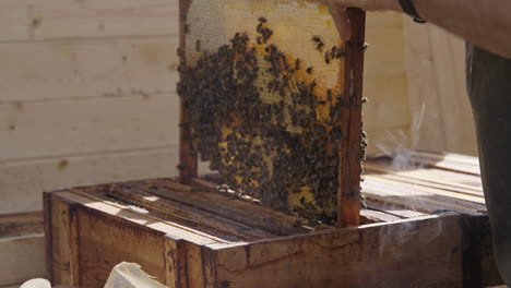 Apicultor-Quitando-Y-Sosteniendo-En-Las-Manos-Un-Peine-De-Marco-De-Madera-De-Colmena-De-Abejas,-Cera-Recién-Secretada-Y-Abejas-Adheridas,-Inspeccionando-Y-Examinando-Un-Marco-De-Cría-Y-Abejas-De-La-Colonia