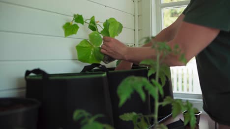 hombre plantando plantas de interior en casa - de cerca