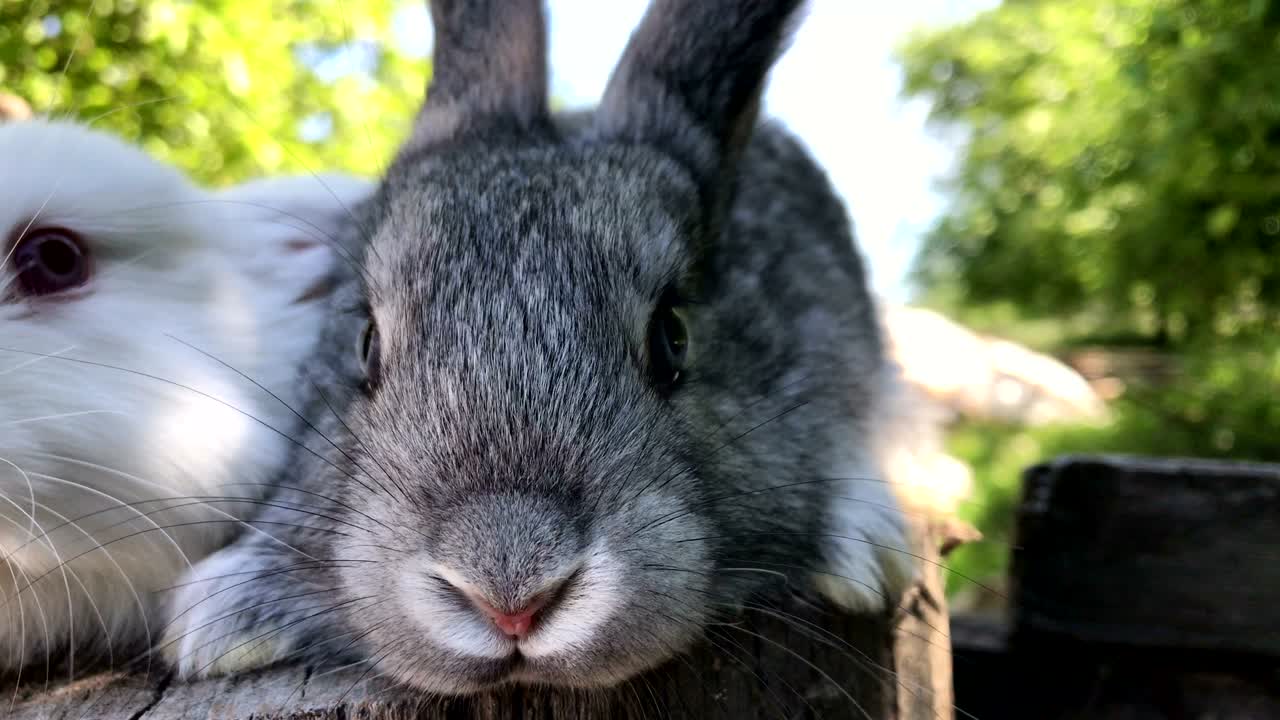 토끼를 키우는 개별 기업가. 토끼를 잡는 개인 기업가.