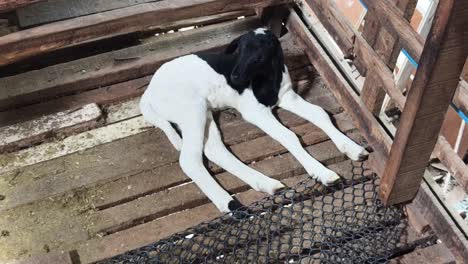 black and white lamb in a wooden pen