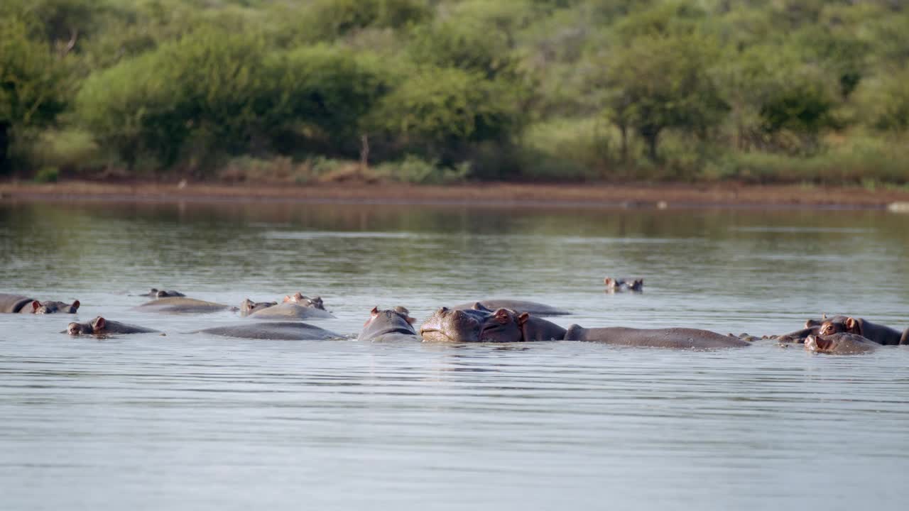 manada de hipopótamos en la superficie del agua del río, paisaje auténtico del parque nacional kruger, sudáfrica