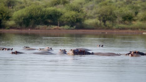 hippopotamus herd on river water surface, authentic scenery from kruger national park, south africa