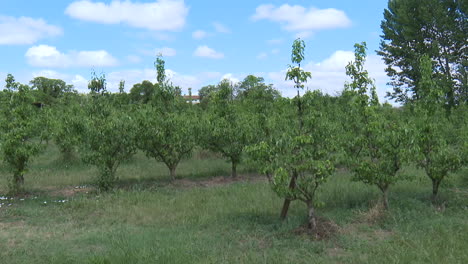 blue sky with clouds over a pear orchard