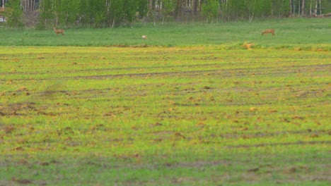 Two-European-roe-deer-walking-and-eating-on-a-field-in-the-evening,-golden-hour,-medium-shot-from-a-distance