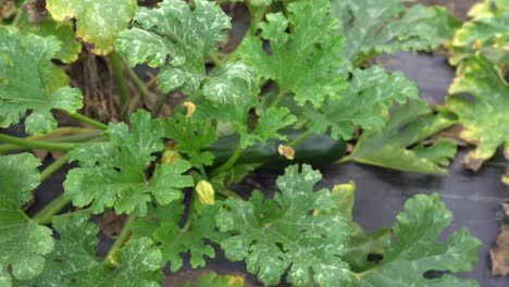 racimo de plantas de calabacín con hojas verdes anchas en el jardín de la casa