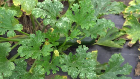 cluster of zucchini plants with wide green leaves in the home garden