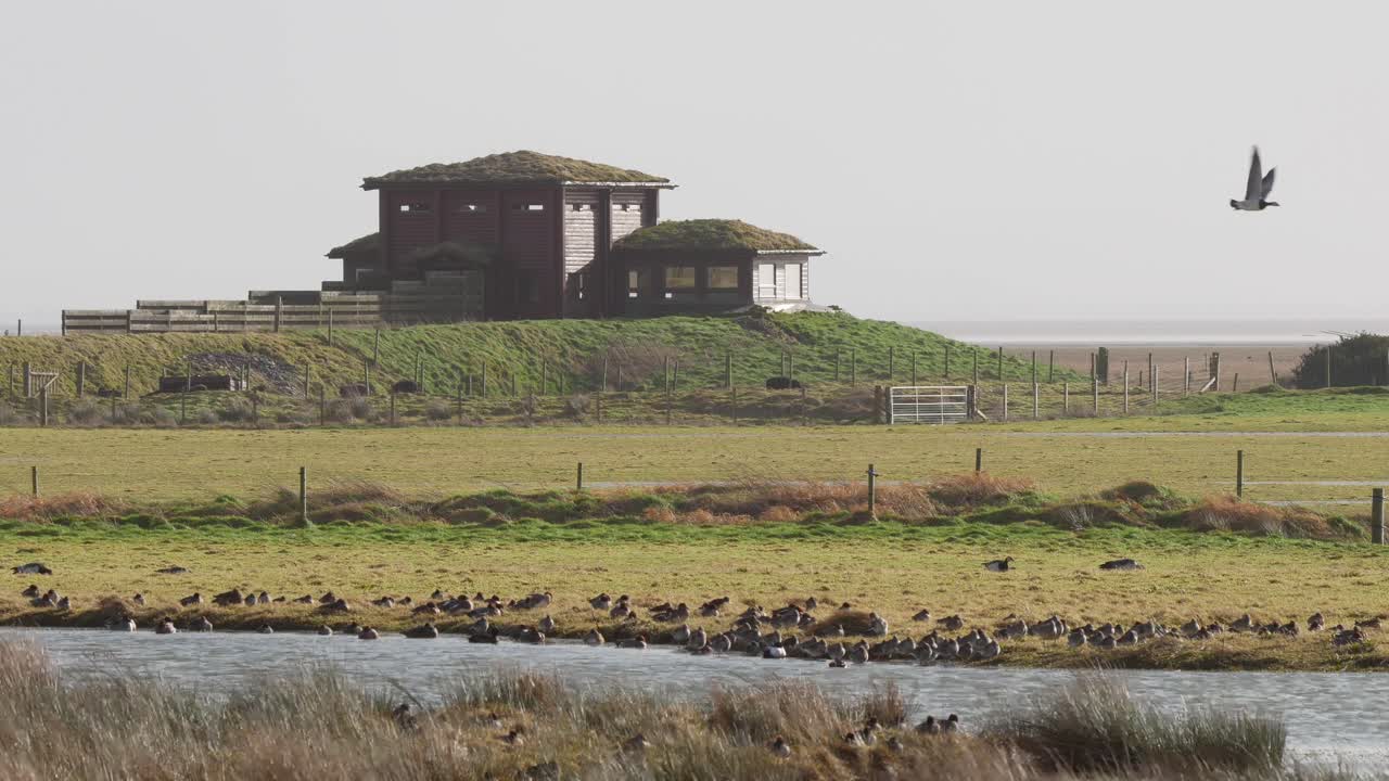 caerlaverock 습지 센터 남서부 스코틀랜드의 새 숨기기