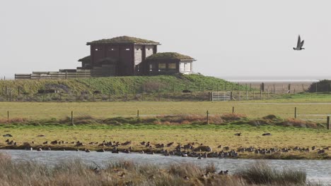 Ocultar-Aves-En-El-Centro-De-Humedales-Caerlaverock-En-El-Suroeste-De-Escocia