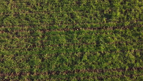 Bird's-eye-view-over-bread-and-cereals-green-field-in-the-Tuscany-hills-during-sunny-day,-dolly-movement