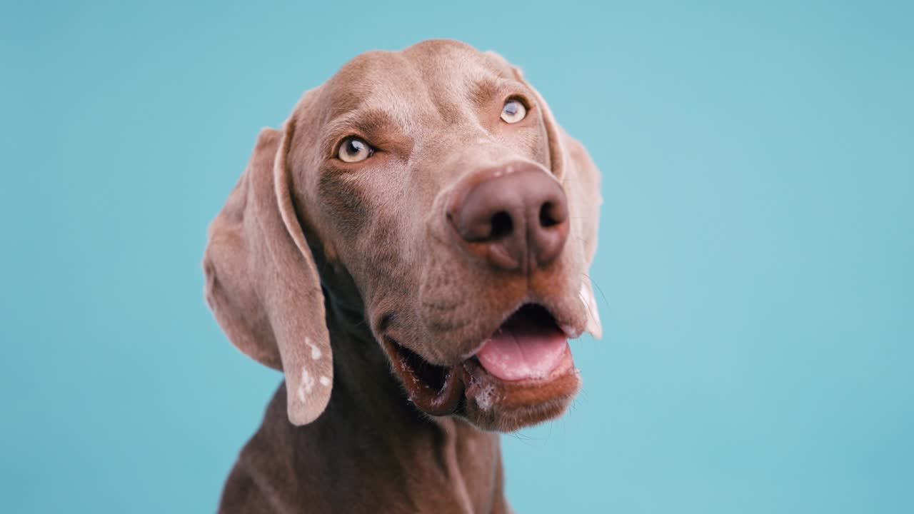 Close-up of a Weimaraner dog