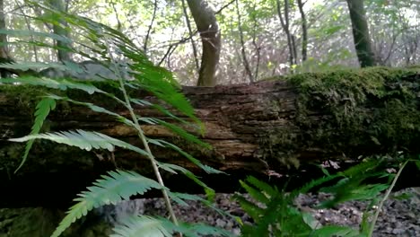 Green-buckler-fern-slowly-moves-in-a-gentle-breeze-next-to-an-old-dead-fallen-mossy-tree-in-deep-forest,-Part-2