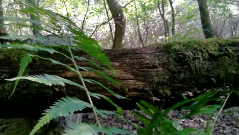 green buckler fern slowly moves in a gentle breeze next to an old dead fallen mossy tree in deep forest, part 2
