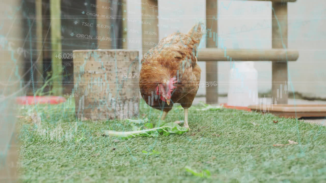 Chicken pecking grass with animated financial data overlay in background