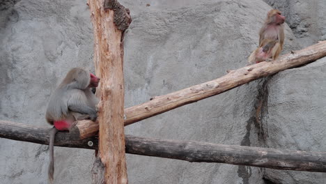 hamadryas baboon in a zoo - close up