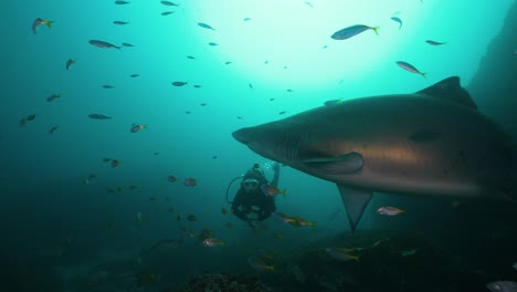 un gran tiburón nodriza gris y una buceadora interactúan y nadan hacia la cámara