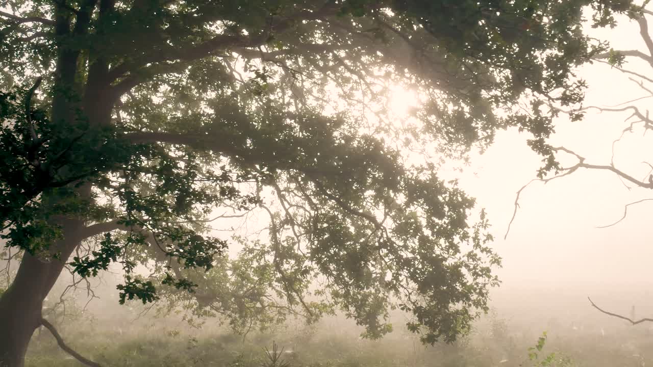 Foggy Morning Landscape with Trees