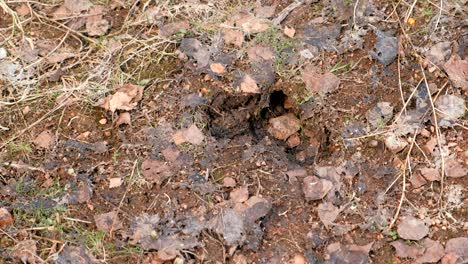 close-up hole of forest animal leading under the ground. animal home in natural forest.